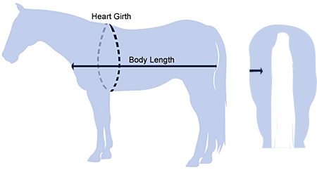 Calculadora de Peso de Caballo-Biblioteca de Salud Equina SmartPak